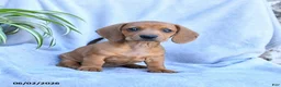Miniature Dachshund dogs for sale: Buttercup - Ad 1