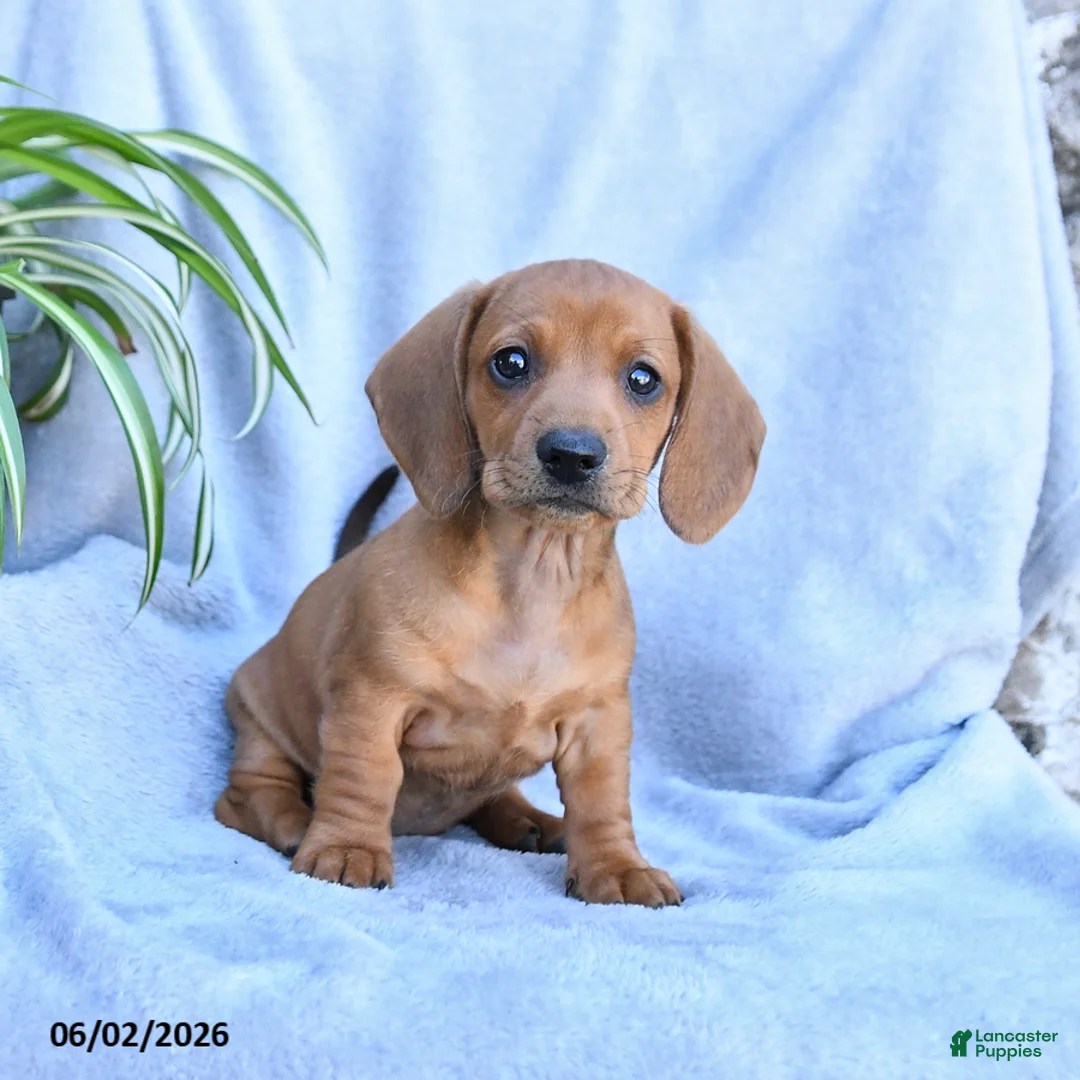 Miniature Dachshund dogs for sale: Buttercup - Ad 1