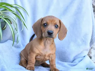 Miniature Dachshund dogs for sale: Buttercup - Ad 2