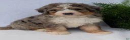 Mini Bernedoodle dogs for sale: Mini Baker  - Ad 41