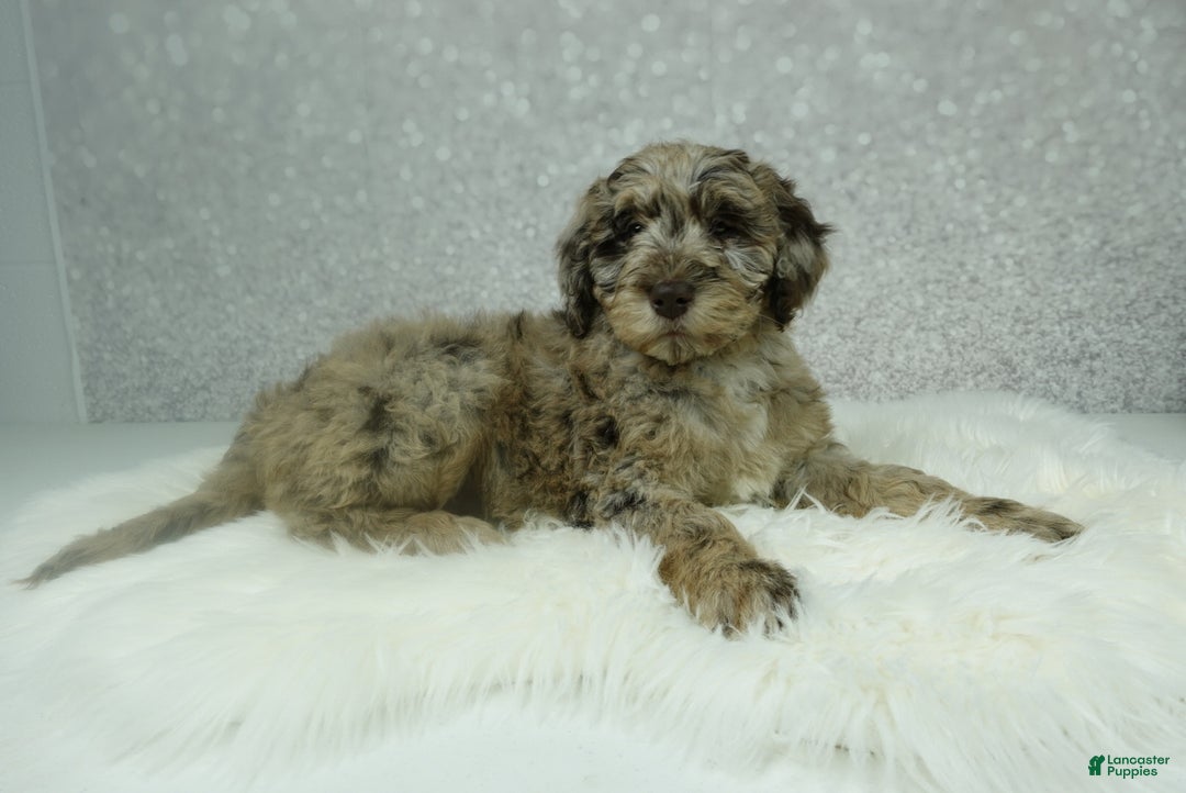 Newfypoo dogs for sale: Pearl - Ad 3