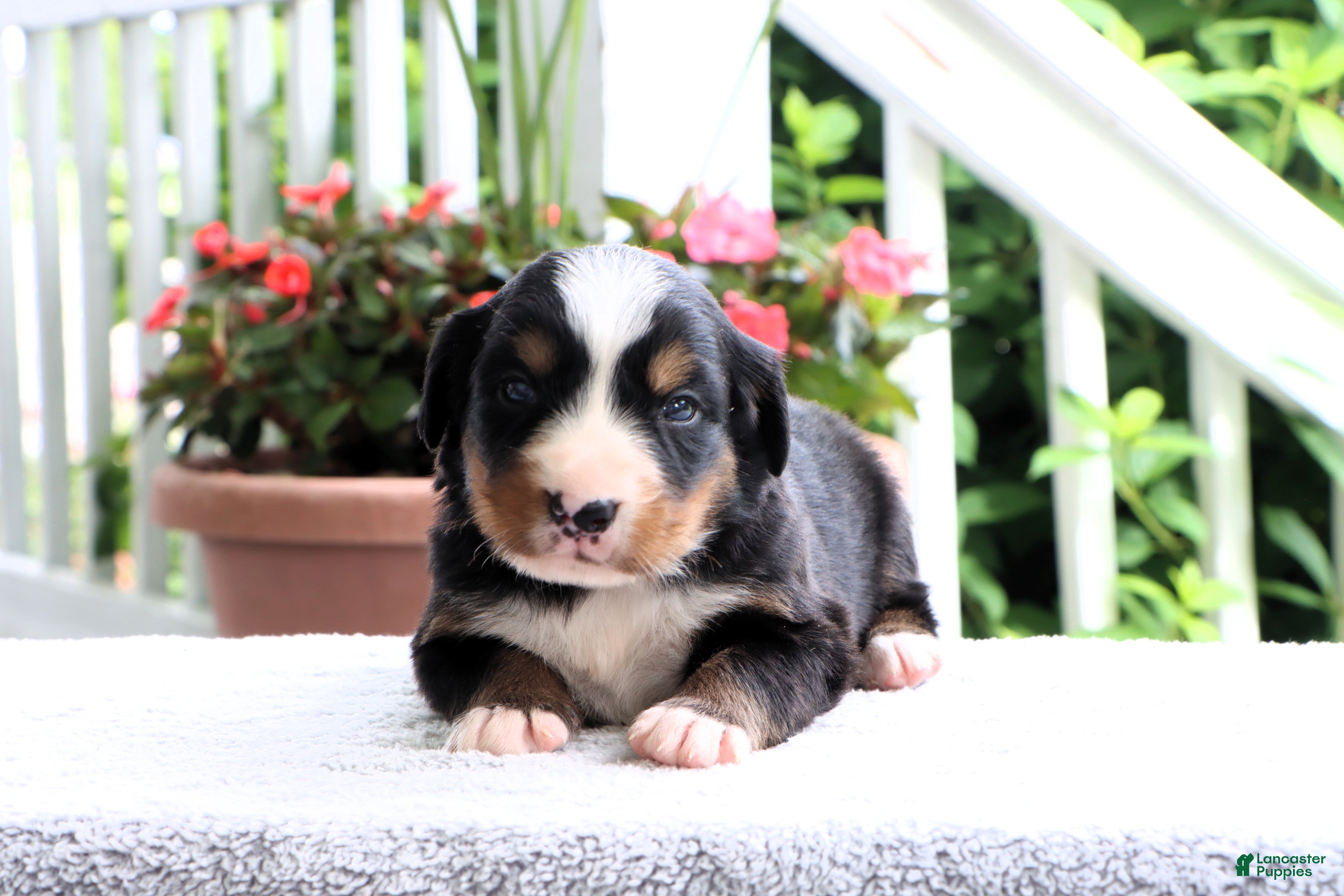 Bernese Mountain Dog dogs Kyra - Ad 1