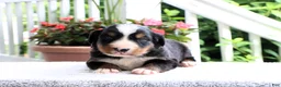 Bernese Mountain Dog dogs for sale: Kyra - Ad 1