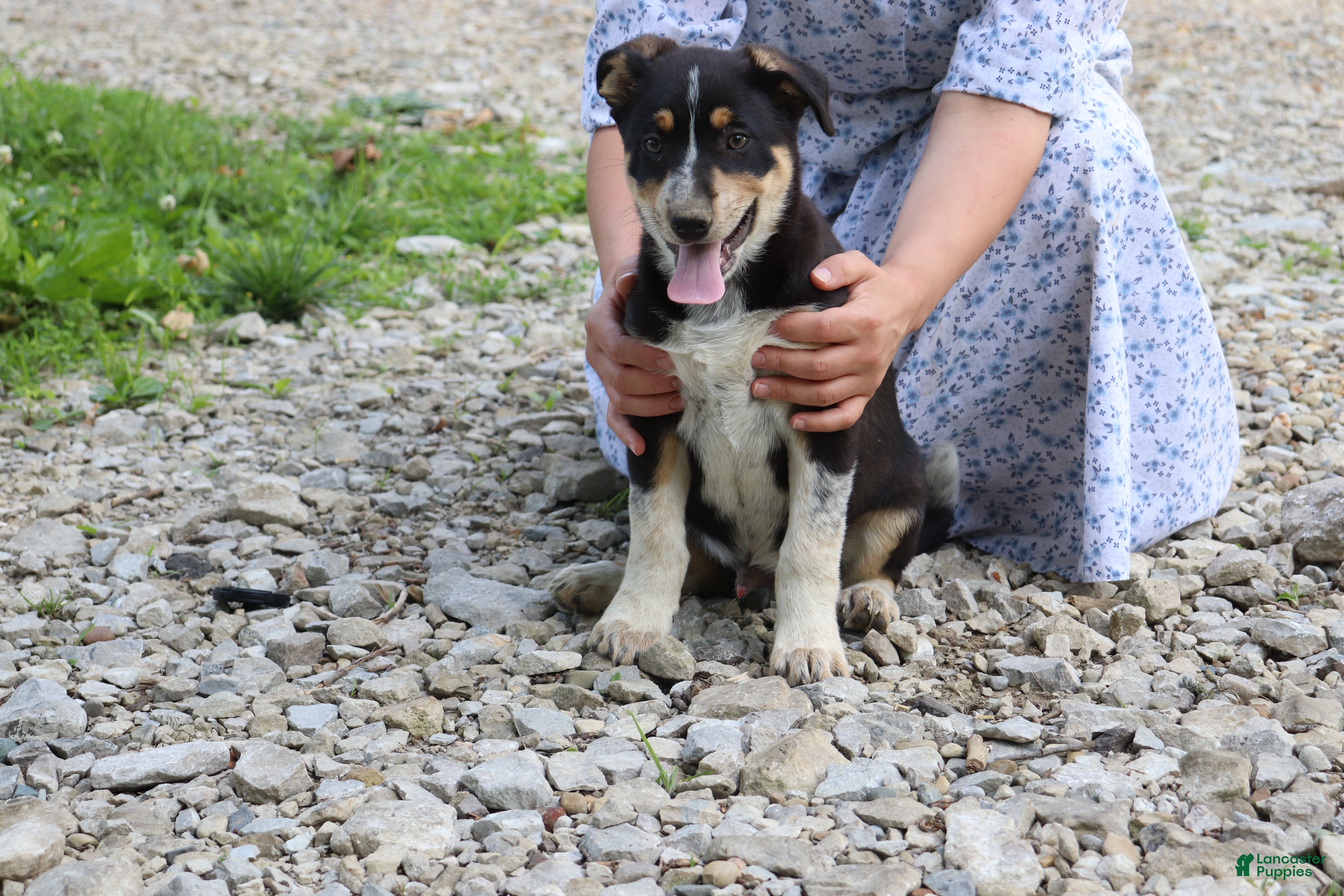 Other breed dogs Trixie - Ad 1