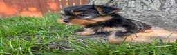 Yorkshire Terrier dogs for sale: Teddy  - Ad 5