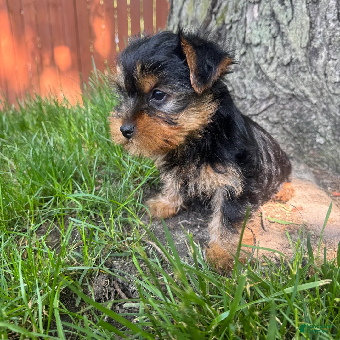 Yorkshire Terrier dogs for sale: Teddy  - Ad 5