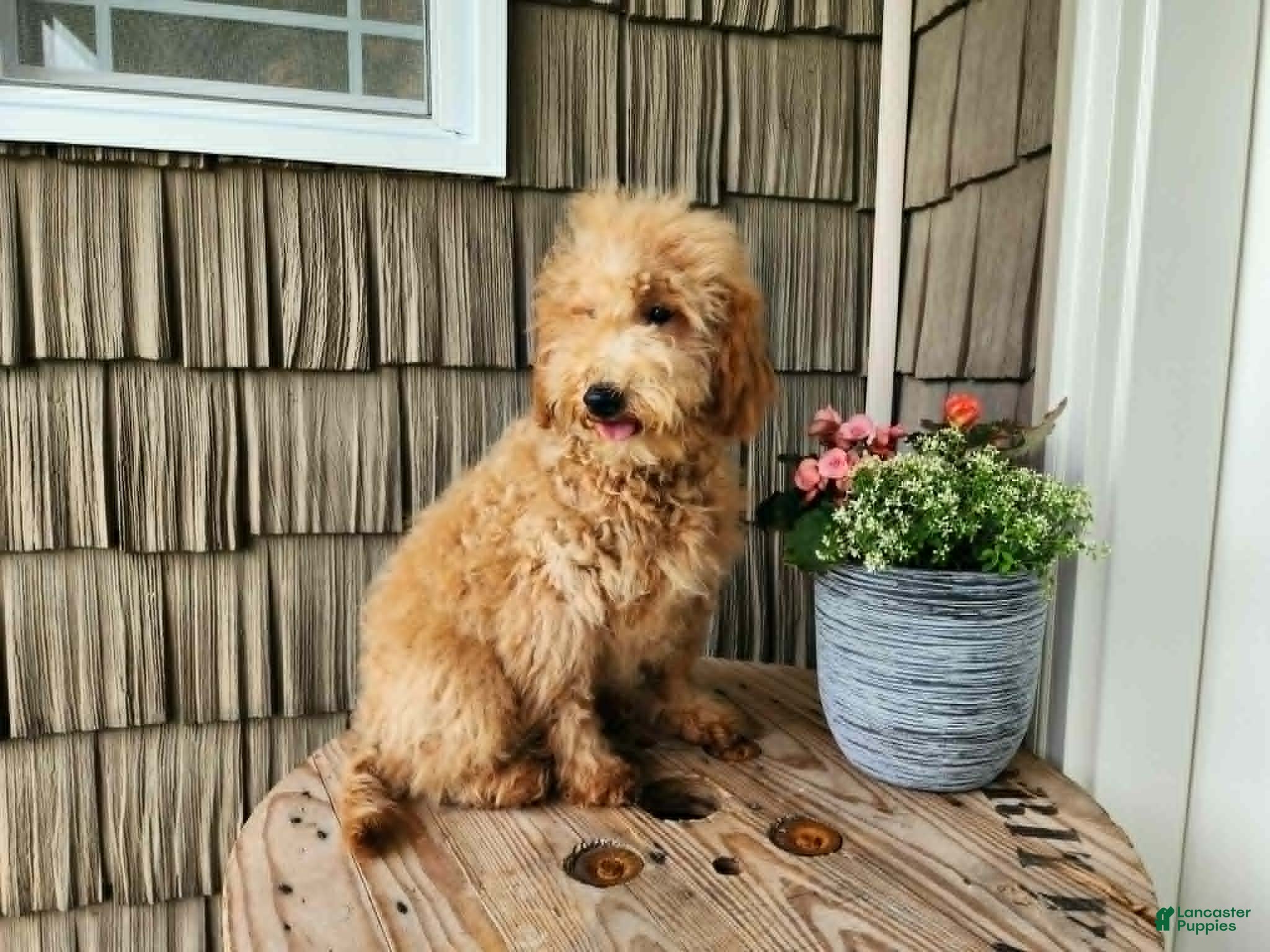 Mini Goldendoodle dogs Dover - Ad 40
