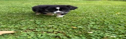 Australian Shepherd dogs for sale: Puppy 2 - Ad 2