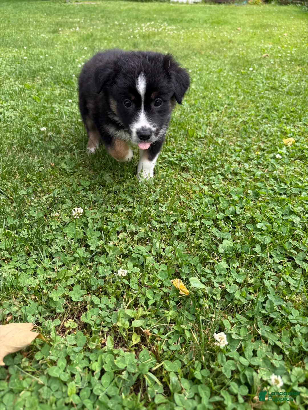 Australian Shepherd dogs for sale: Puppy 2 - Ad 2