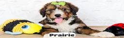 Bernedoodle dogs for sale: Prairie - Ad 8