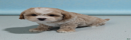 Shihpoo dogs for sale: Bingo - Ad 1