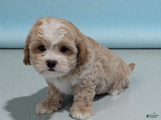 Shihpoo dogs Bingo - Ad 36