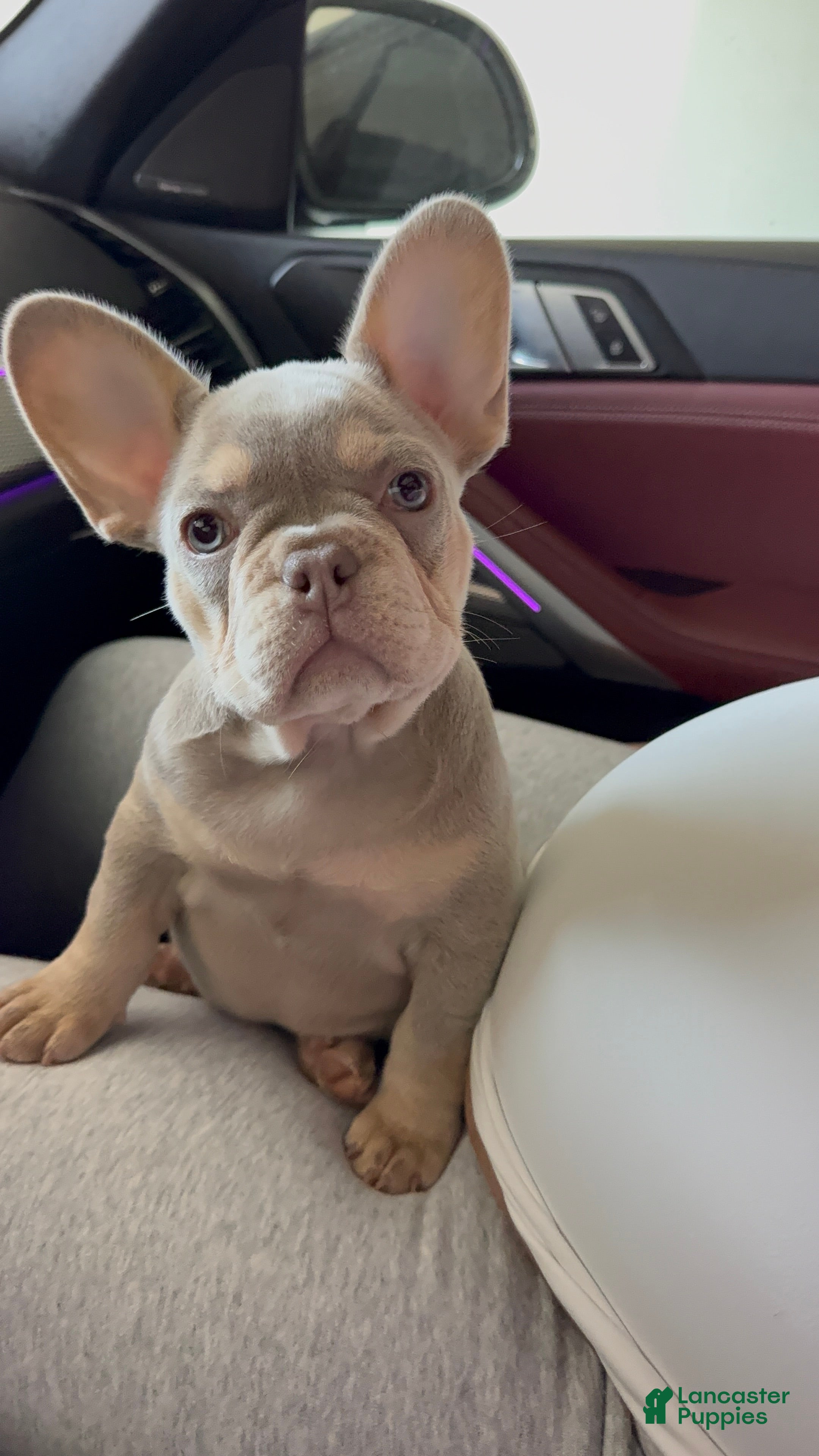 French Bulldog dogs French Bulldog Puppy 1 - Ad 1