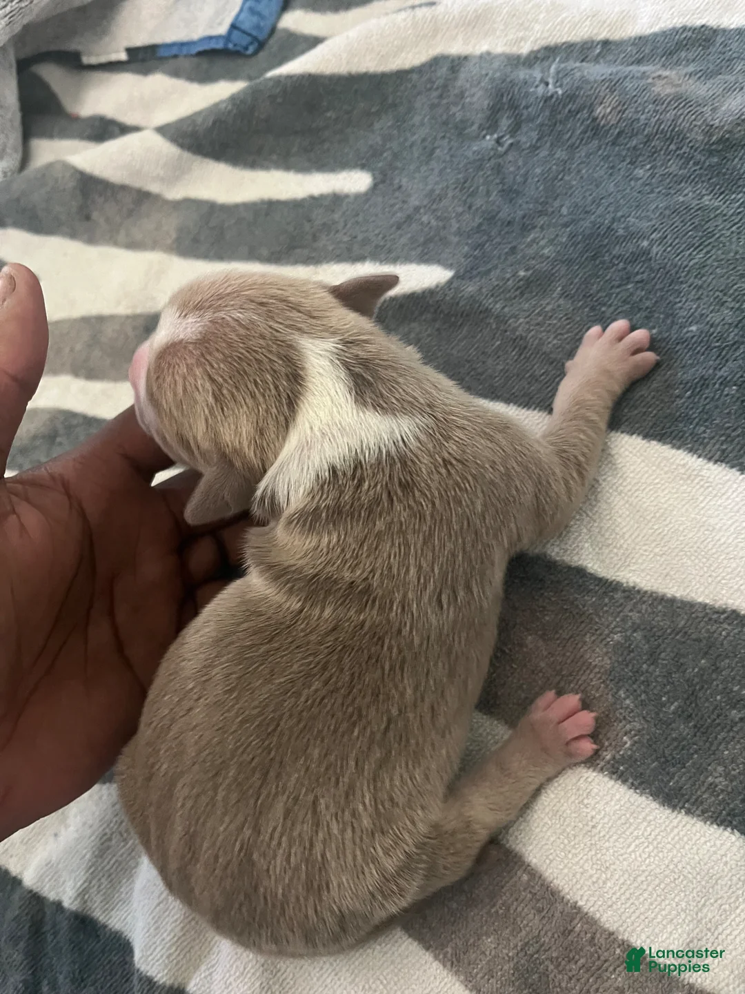 American Bully dogs for sale: American Bully Puppy 4 - Ad 1