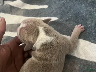 American Bully dogs American Bully Puppy 4 - Ad 30