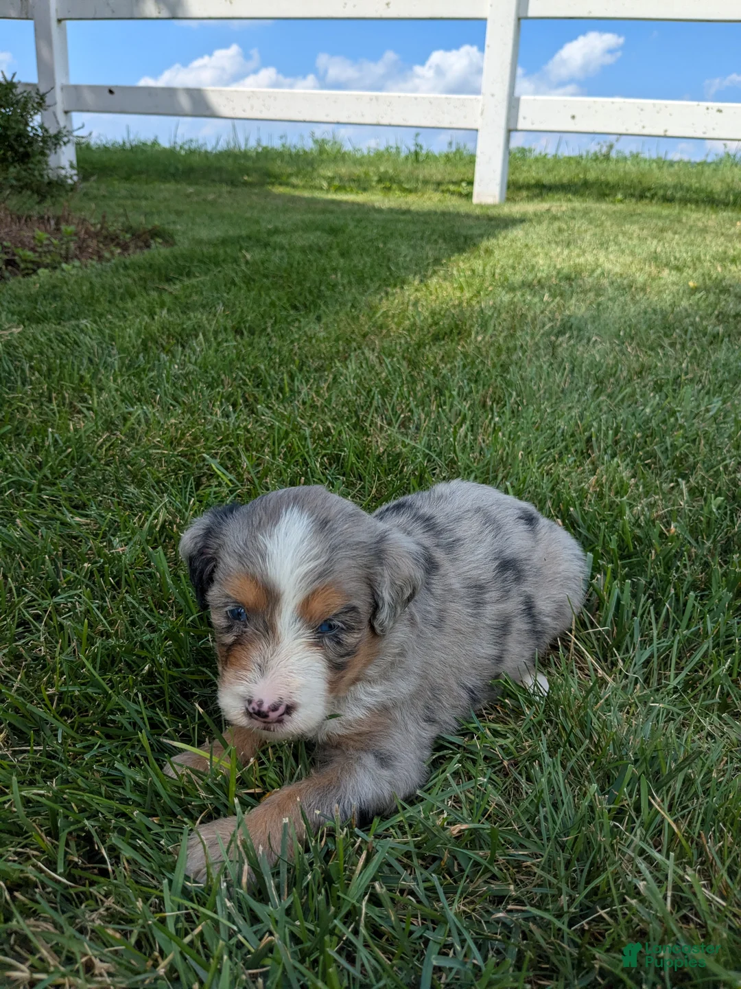 Bernedoodle dogs for sale: Nina  - Ad 3