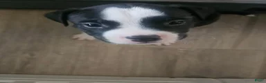 Bruno