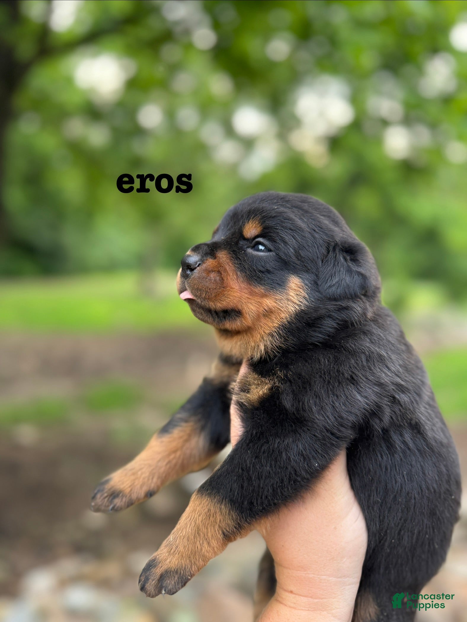 Rottweiler dogs Eros - Ad 1