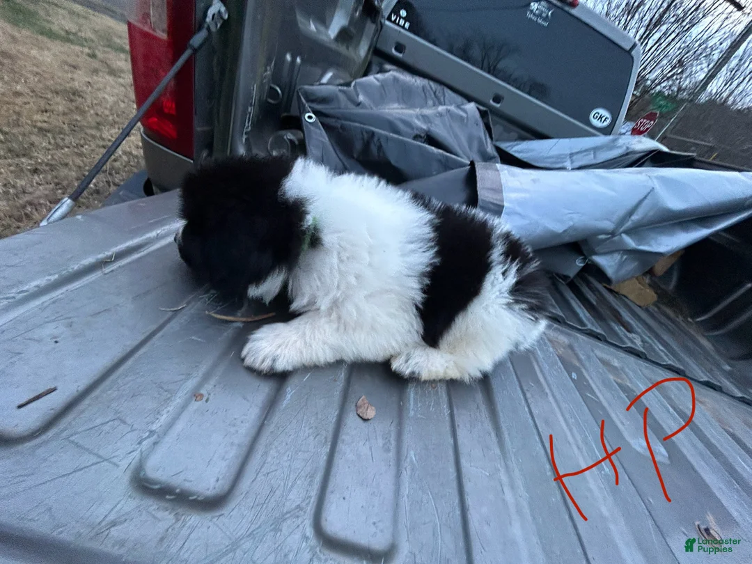 Mixed Breed dogs for sale: Mixed Breed Puppy 1 - Ad 3