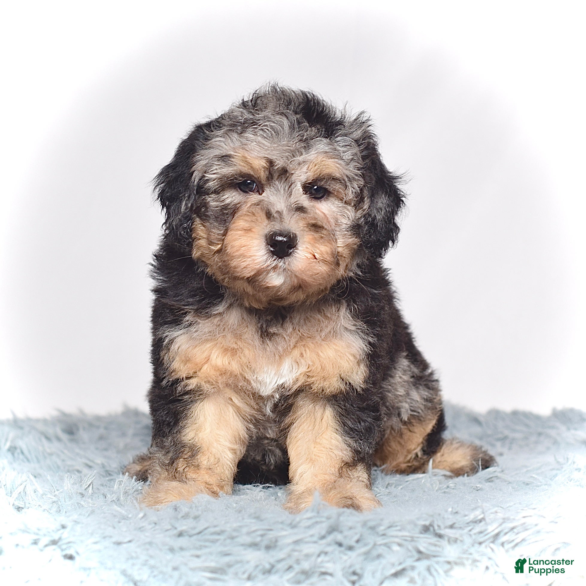 Mini Goldendoodle dogs Ms. Una - Ad 2