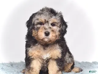 Mini Goldendoodle dogs Ms. Una - Ad 8