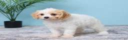 Cavapoo dogs for sale: Lulu - Ad 5