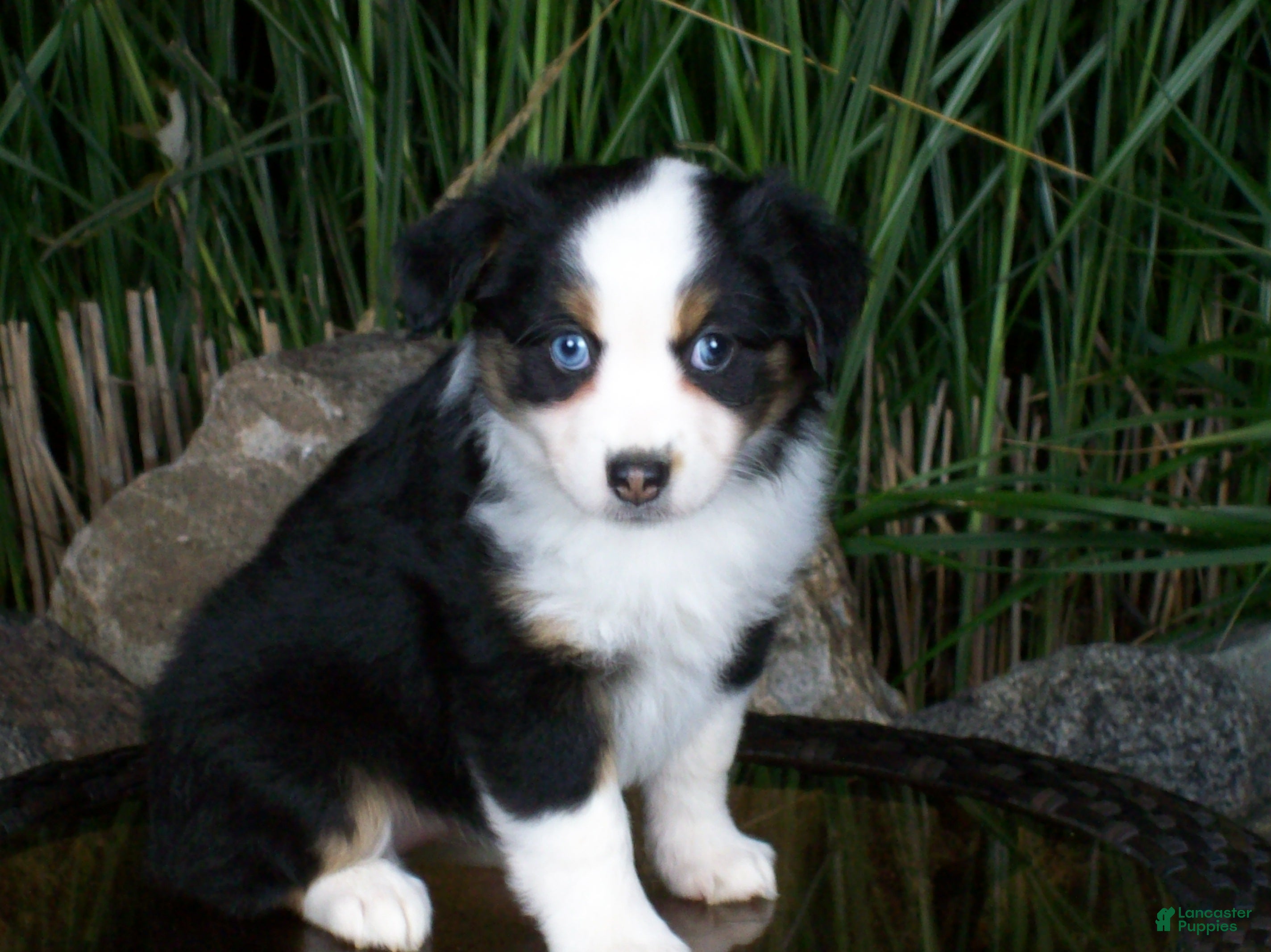 Rosie