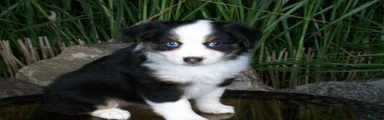 Rosie