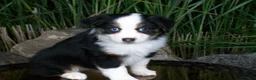 Miniature Australian Shepherd dogs for sale: Rosie - Ad 1