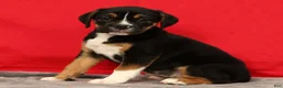 Beabull dogs for sale: Cassie - Ad 3