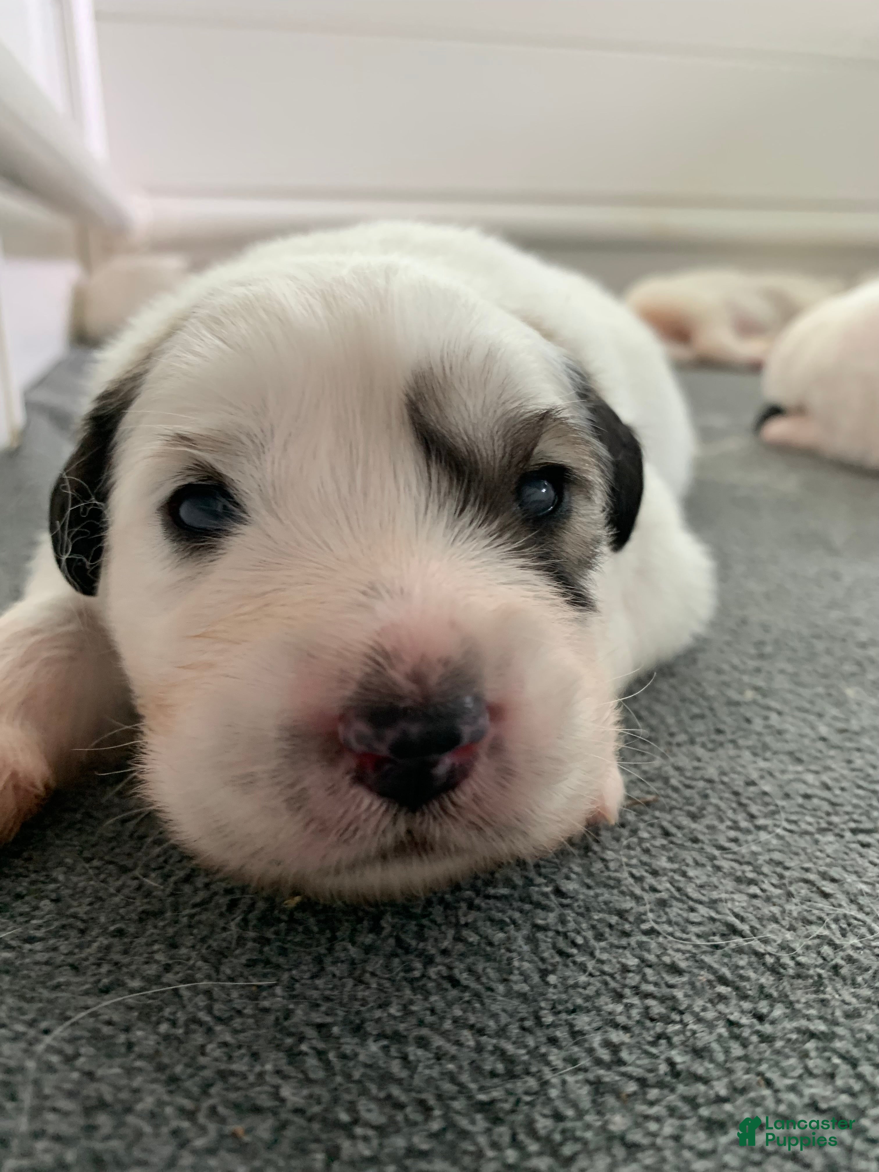Great Pyrenees dogs Black-Eyed Susan - Ad 2