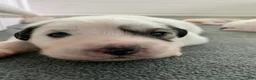 Great Pyrenees dogs for sale: Black-Eyed Susan - Ad 2