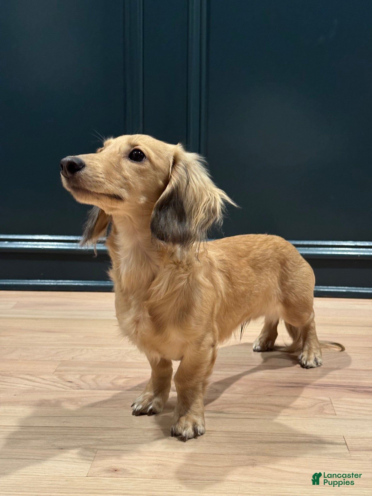 Miniature Dachshund dogs for sale: Miniature Dachshund 1 - Ad 37