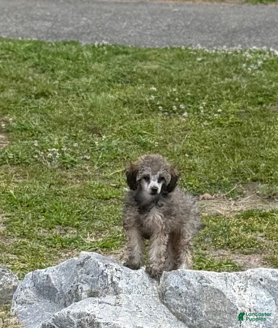 Toy Poodle dogs Venice  - Ad 2