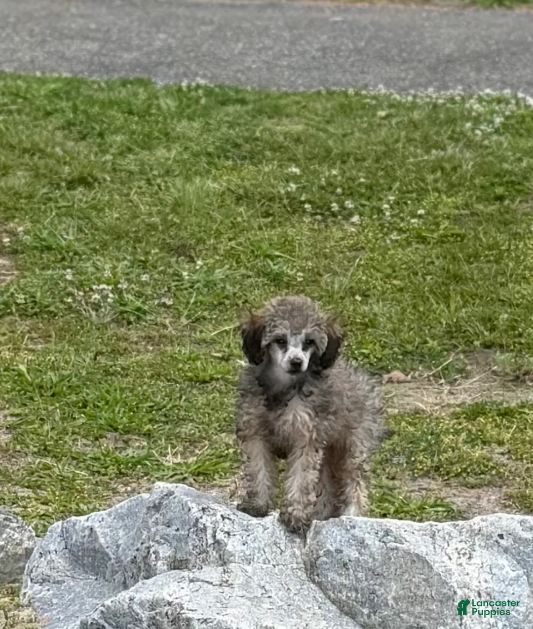 Toy Poodle dogs for sale: Venice  - Ad 1