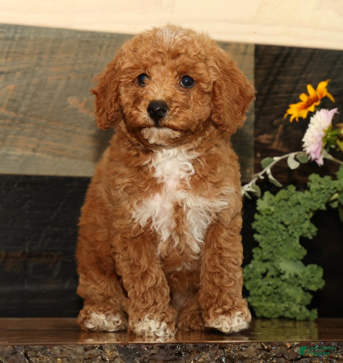 Miniature Poodle dogs Kyle - Ad 1
