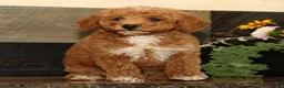 Miniature Poodle dogs for sale: Kyle - Ad 1