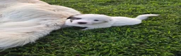 Great Pyrenees dogs for sale: Spot - Ad 6