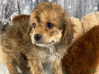 Cavapoo dogs Ace - Ad 1
