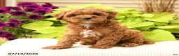 Cavapoo dogs for sale: Buddy - Ad 5