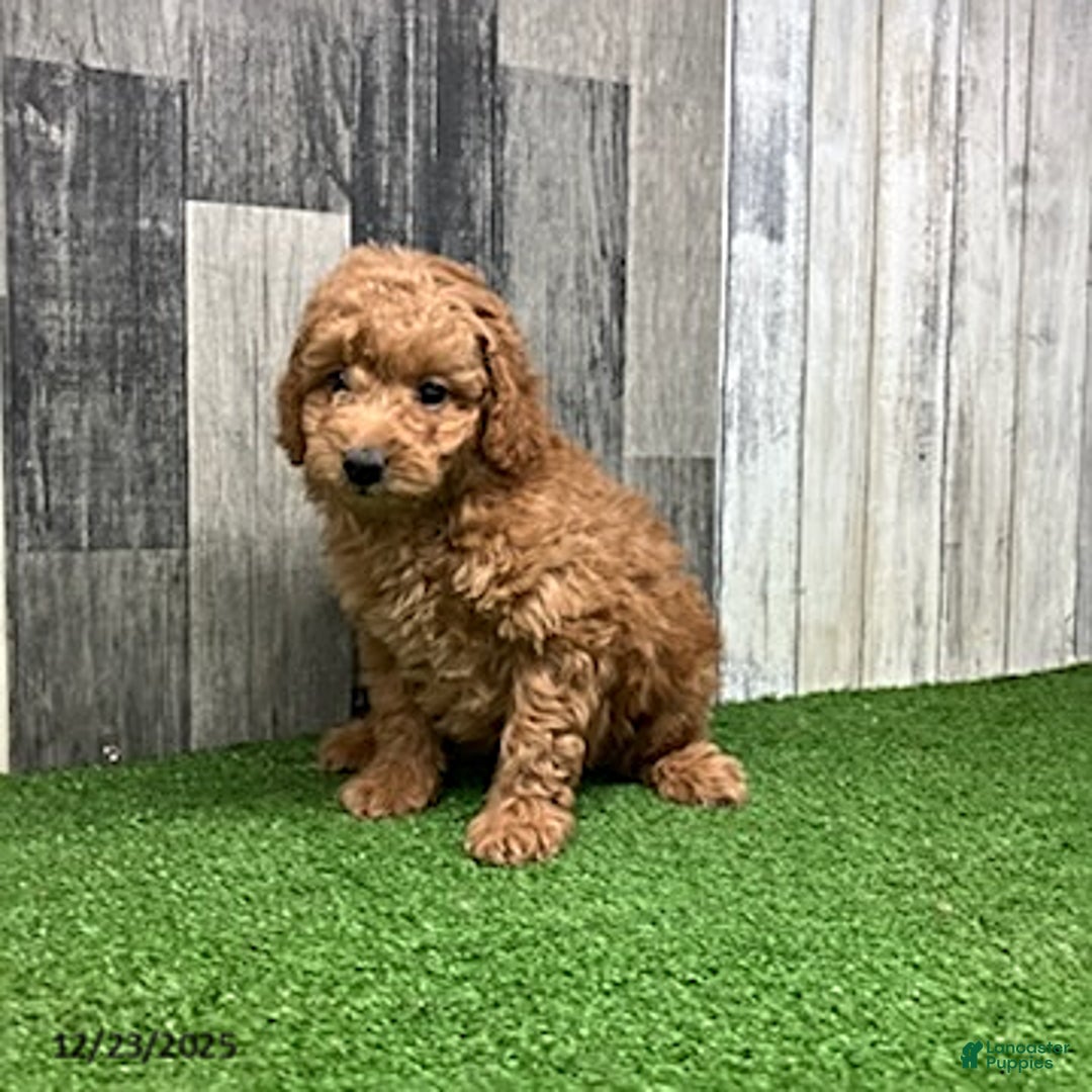 Mini Goldendoodle dogs for sale: Kennith - Ad 6