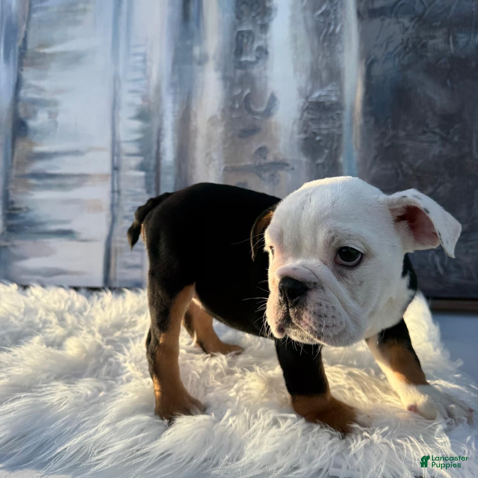 English Bulldog dogs Bela_Female - Ad 2