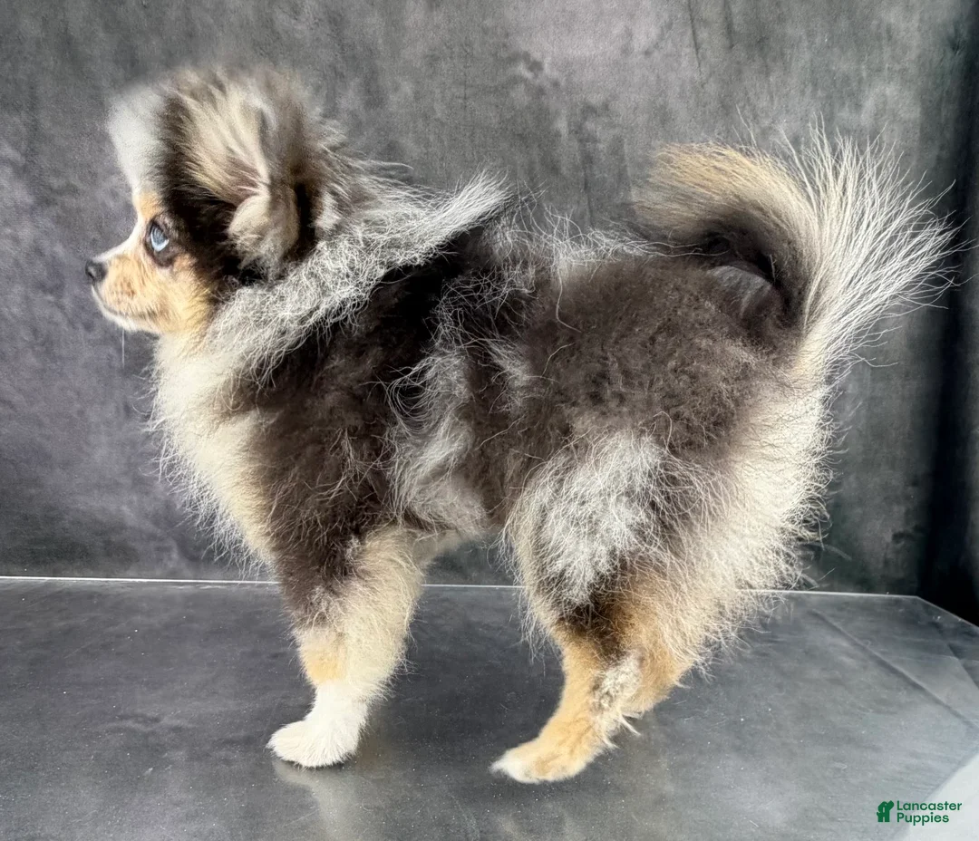 Pomeranian dogs for sale: Tommy AKC  - Ad 4