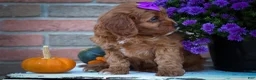 Cavapoo dogs for sale: RUSTY - Ad 4