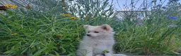 Pomeranian dogs for sale: Arcanine - Ad 9