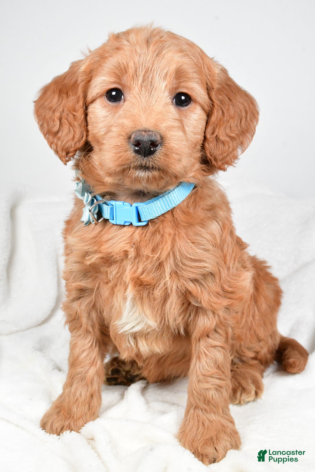 Mini Goldendoodle dogs for sale: Beulah - Ad 8