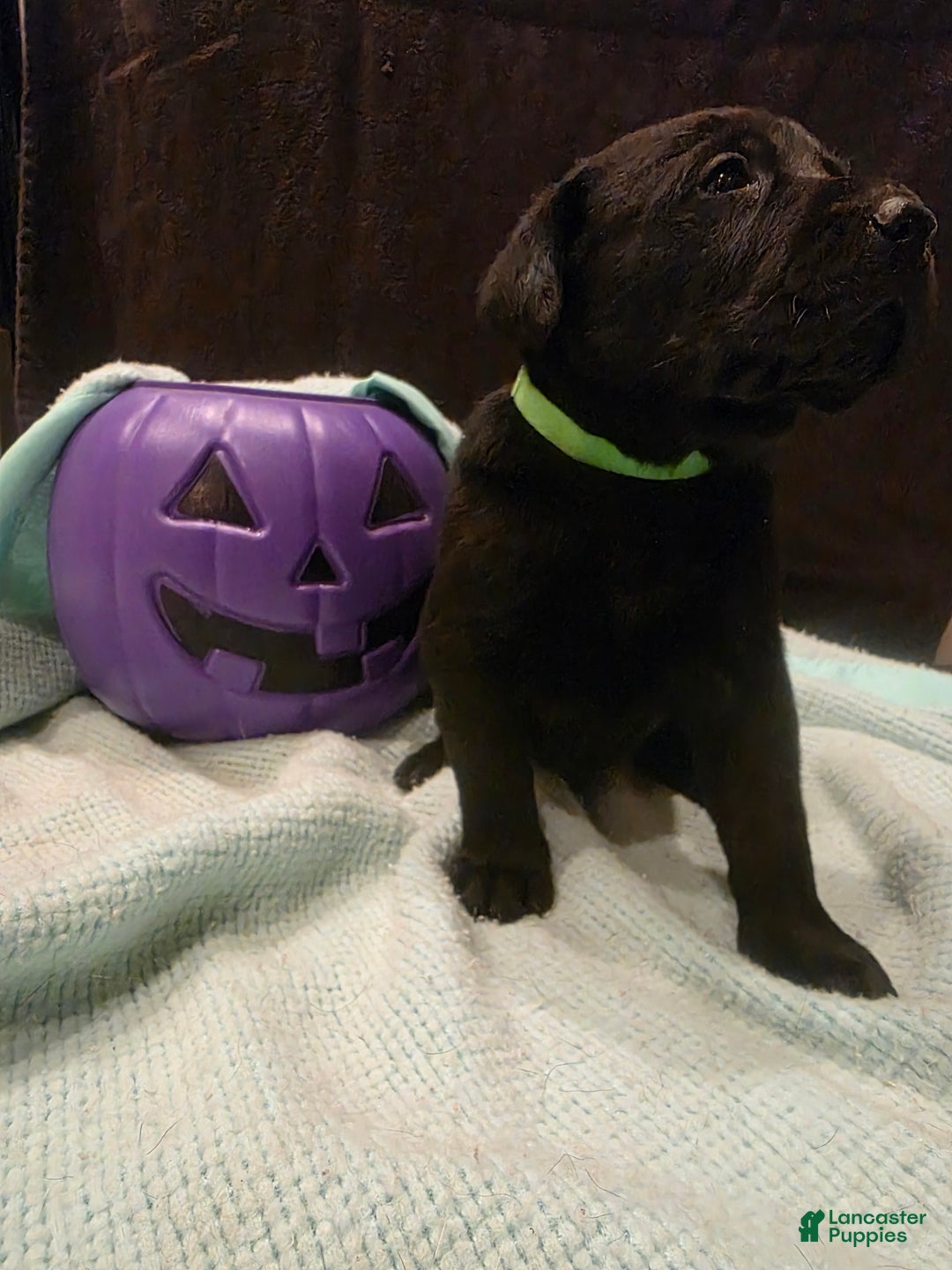 Labrador Retriever dogs for sale: Tillie - Ad 3