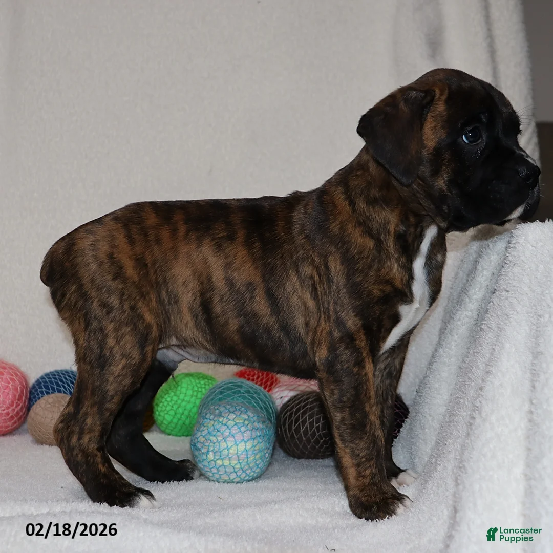 Boxer dogs for sale: Max - Ad 5