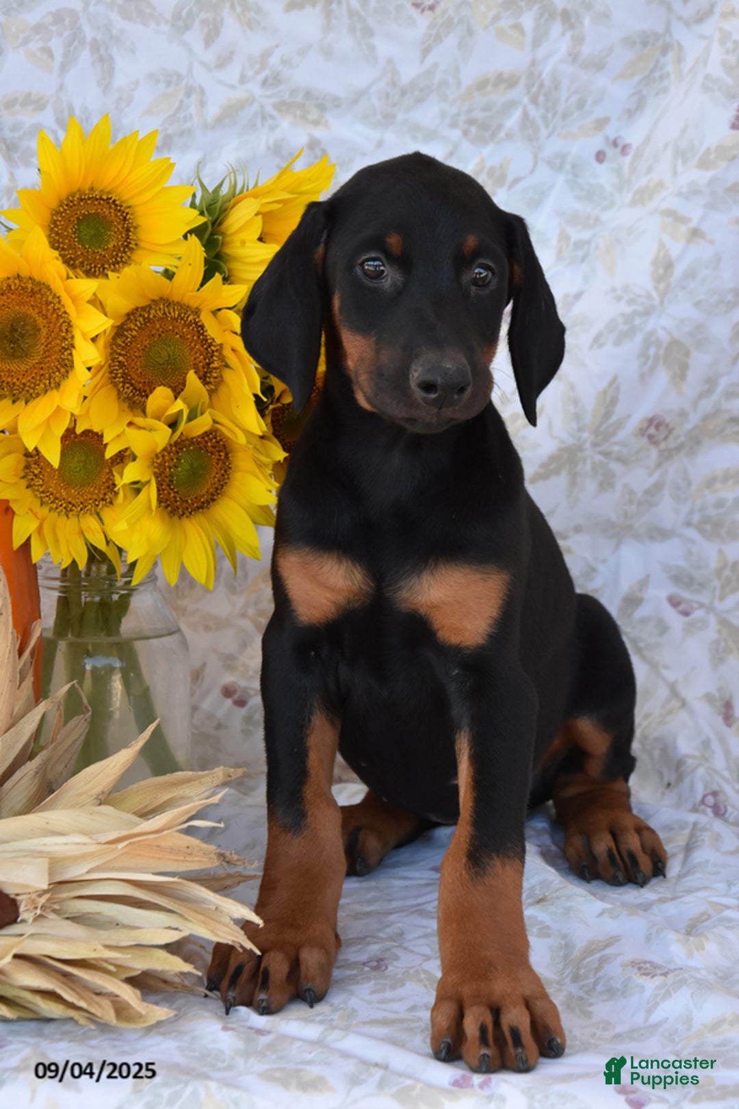 Doberman Pinscher dogs for sale: Kasey - Ad 4