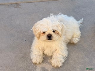 Shih Tzu dogs - Ad 22